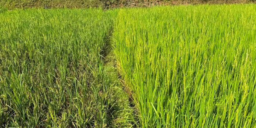 तनहुँका धानबालीमा मरुवा रोग, स्थलगत प्राविधिक अनुगमन सुरु