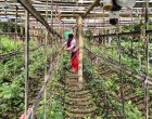  सुधारिएको करेसाबारीले डो¥याउँदैछ आत्मनिर्भरको बाटो