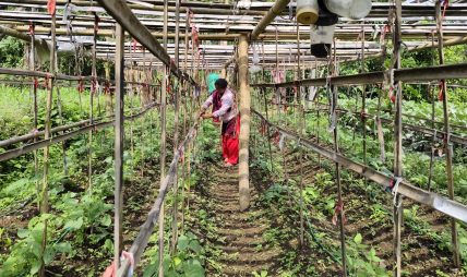  सुधारिएको करेसाबारीले डो¥याउँदैछ आत्मनिर्भरको बाटो