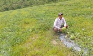 आचार्यको तरबुजाखेती अरुका लागि प्रेरणा