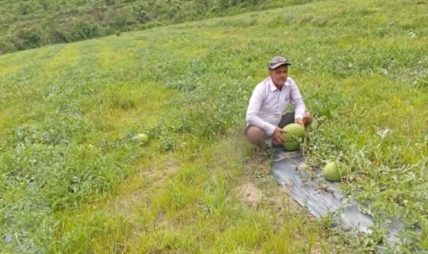 आचार्यको तरबुजाखेती अरुका लागि प्रेरणा
