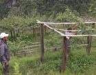 व्यावसायिक किवीखेतीमा जुट्दै खावाका किसान