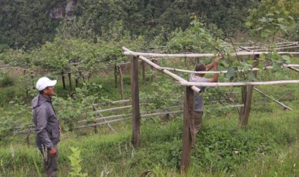 व्यावसायिक किवीखेतीमा जुट्दै खावाका किसान
