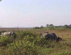 पर्यटकको रोजाइमा कोशी टप्पु पर्यटकको रोजाइमा कोशी टप्पु