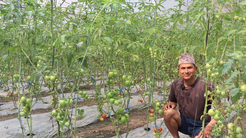ऋण खोजेर सुरु गरेको  तरकारी खेतीले सोवितलाई दिलाएको सफलता
