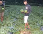 विजयपुर खोला किनारमा तरबुजाखेती, भनेजस्तै आम्दानी विजयपुर खोला किनारमा तरबुजाखेती, भनेजस्तै आम्दानी