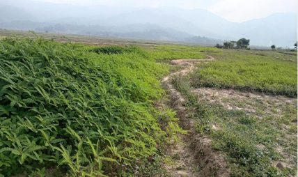 रासायनिक मलको विकल्पमा ढैँचा
