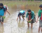 चितवनका विद्यार्थी धान रोप्न सिक्दै