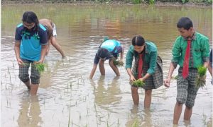 चितवनका विद्यार्थी धान रोप्न सिक्दै