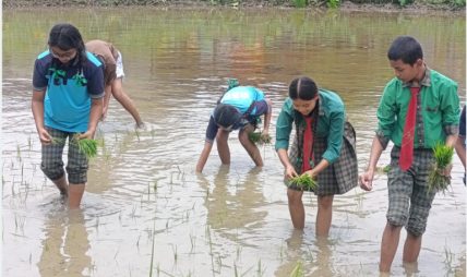 चितवनका विद्यार्थी धान रोप्न सिक्दै