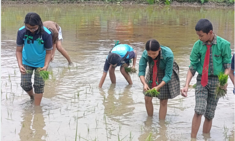 चितवनका विद्यार्थी धान रोप्न सिक्दै