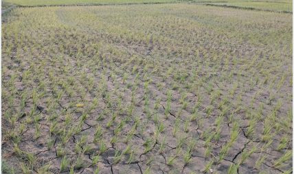 बर्दघाट क्षेत्रमा वर्षा नहुँदा अत्यधिक गर्मीसहित पानीको हाहाकार बर्दघाट क्षेत्रमा वर्षा नहुँदा अत्यधिक गर्मीसहित पानीको हाहाकार