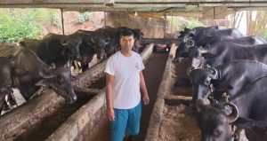 विदेशबाट फर्किएर पशुपालन व्यवसायमा रमाउँदै ढुंगाना