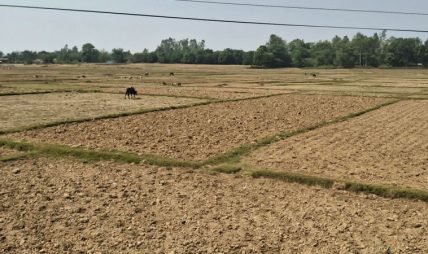 प्रयाप्त वर्षा नभएपछि बाँकेमा खेतका फाँट धुलाम्मे