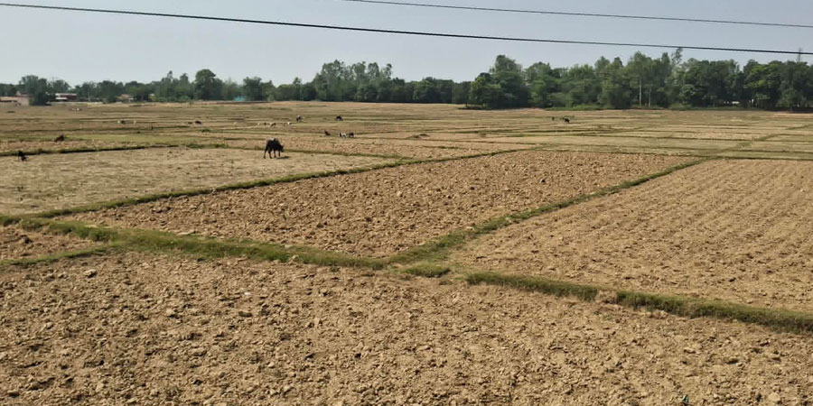 प्रयाप्त वर्षा नभएपछि बाँकेमा खेतका फाँट धुलाम्मे
