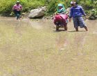 कर्णालीमा ४३ हजारभन्दा बढी हेक्टर क्षेत्रफलमा धानखेती हुँदै