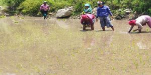 कर्णालीमा ४३ हजारभन्दा बढी हेक्टर क्षेत्रफलमा धानखेती हुँदै