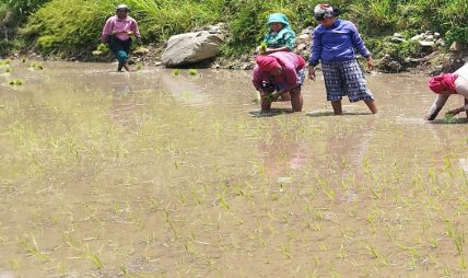 कर्णालीमा ४३ हजारभन्दा बढी हेक्टर क्षेत्रफलमा धानखेती हुँदै