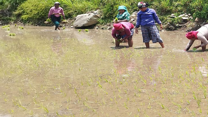 कर्णालीमा ४३ हजारभन्दा बढी हेक्टर क्षेत्रफलमा धानखेती हुँदै