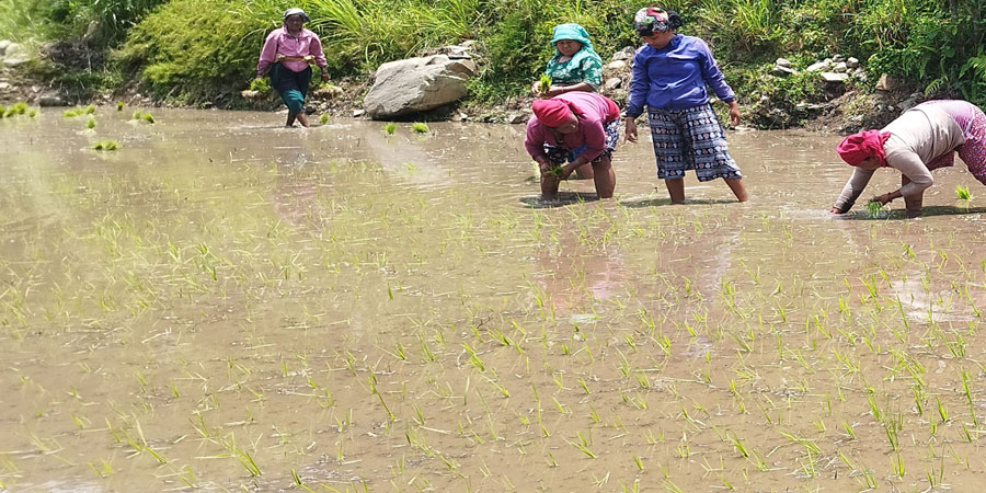 कर्णालीमा ४३ हजारभन्दा बढी हेक्टर क्षेत्रफलमा धानखेती हुँदै