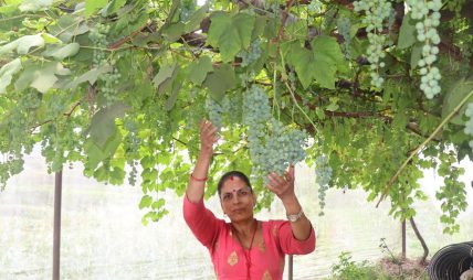 गाउँ फर्किएर अंगुरखेतीमा रमाएकी ताराकुमारी गाउँ फर्किएर अंगुरखेतीमा रमाएकी ताराकुमारी