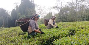 भारतको कडाइपछि बन्द हुँदै चिया उद्योग, समस्यामा किसान