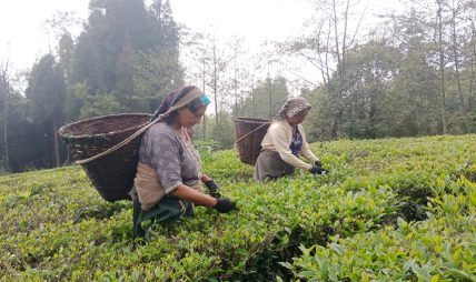 भारतको कडाइपछि बन्द हुँदै चिया उद्योग, समस्यामा किसान