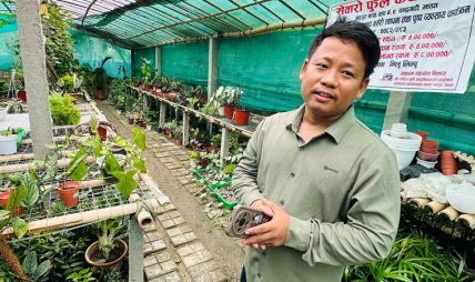 कोरियाबाट फर्केर नर्सरी व्यवसायमा फिलिप, टिकटकबाटै बेच्छनन् विरुवा कोरियाबाट फर्केर नर्सरी व्यवसायमा फिलिप, टिकटकबाटै बेच्छनन् विरुवा