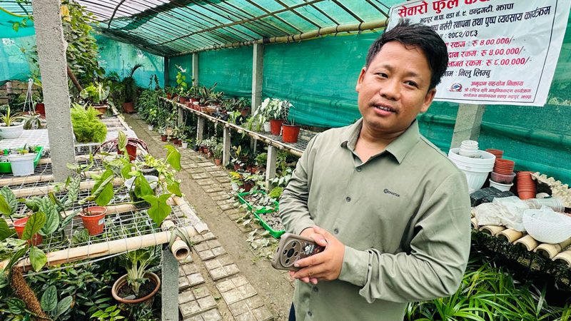 कोरियाबाट फर्केर नर्सरी व्यवसायमा फिलिप, टिकटकबाटै बेच्छनन् विरुवा कोरियाबाट फर्केर नर्सरी व्यवसायमा फिलिप, टिकटकबाटै बेच्छनन् विरुवा