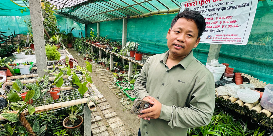कोरियाबाट फर्केर नर्सरी व्यवसायमा फिलिप, टिकटकबाटै बेच्छनन् विरुवा
