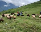 भाल्चेको भेडा फार्मः नश्ल सुधारदेखि पर्यटन प्रवद्र्धनसम्म 