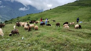 भाल्चेको भेडा फार्मः नश्ल सुधारदेखि पर्यटन प्रवद्र्धनसम्म 