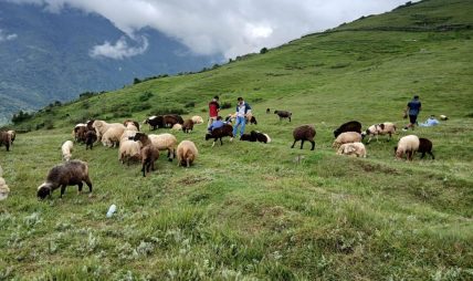 भाल्चेको भेडा फार्मः नश्ल सुधारदेखि पर्यटन प्रवद्र्धनसम्म 