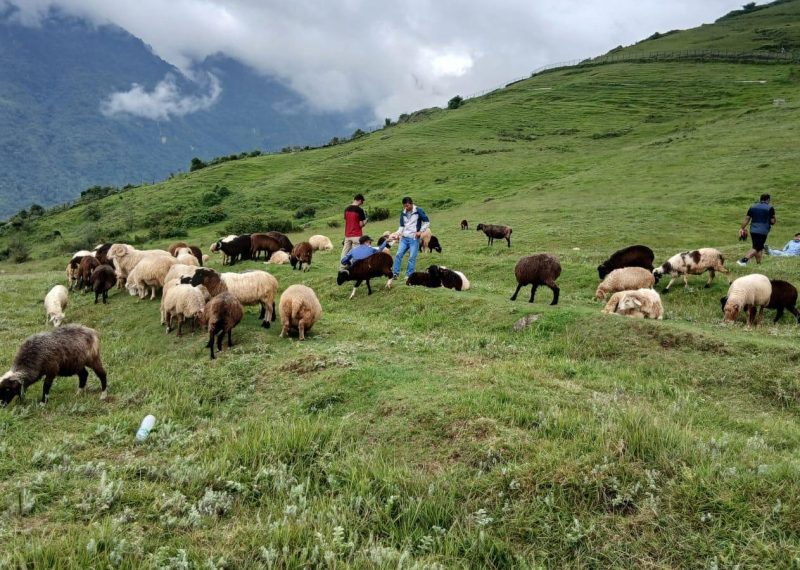 भाल्चेको भेडा फार्मः नश्ल सुधारदेखि पर्यटन प्रवद्र्धनसम्म 