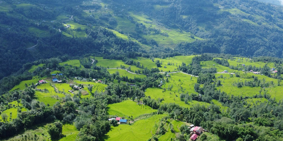 भोजपुरमा ९६ प्रतिशत रोपाइँ सम्पन्न