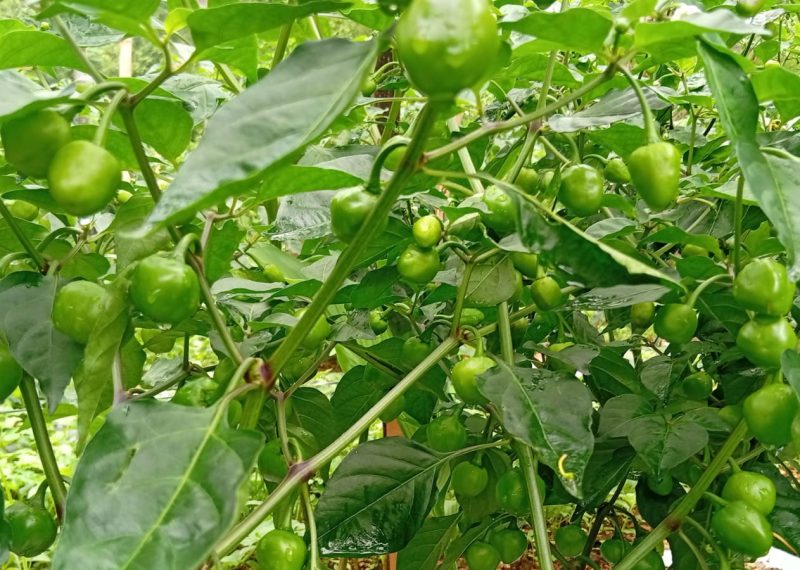 चार वर्ष वैदेशिक रोजगारीमा बसेका सार्कीले झाडी फाँडेर व्यावसायिक अकबरे खुर्सानी खेती