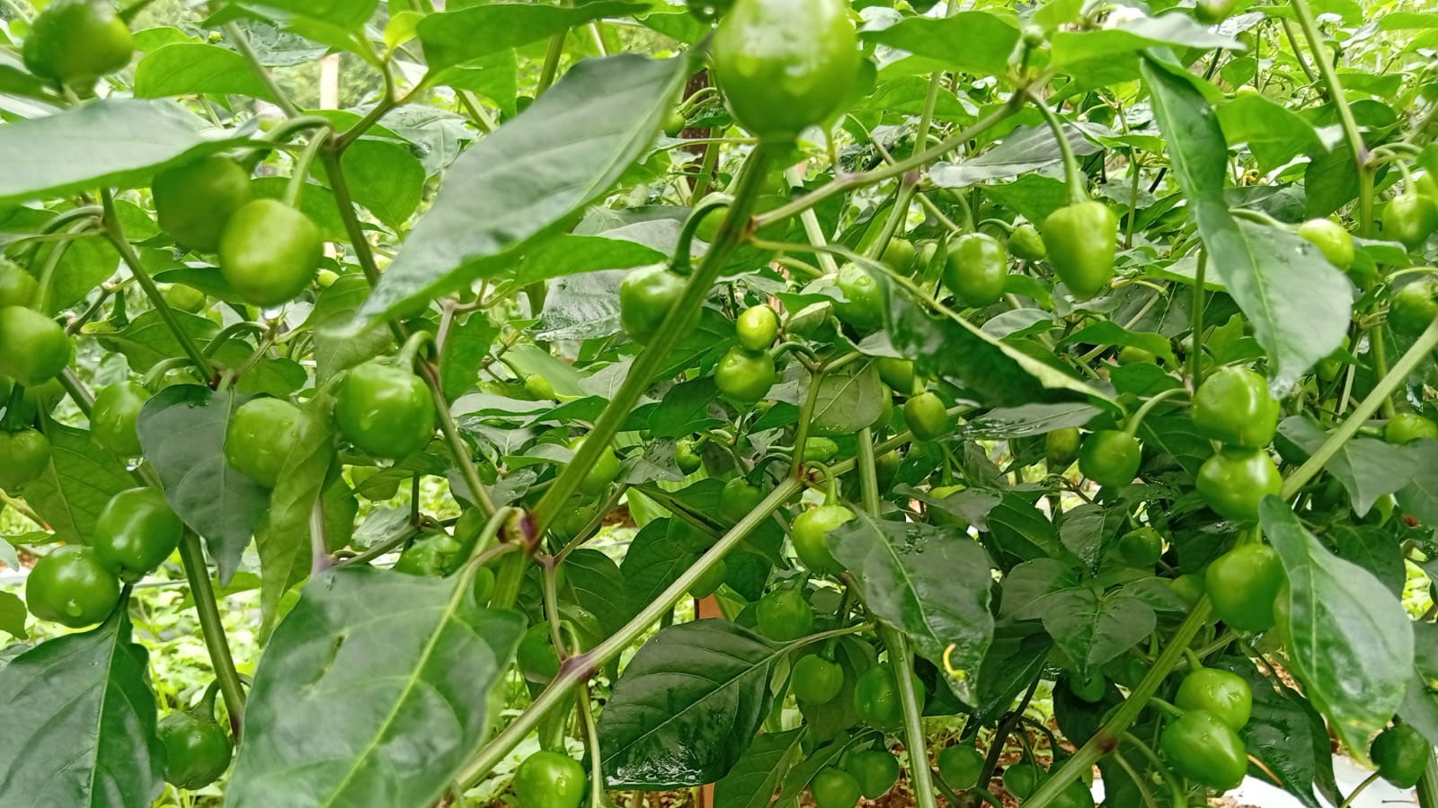 चार वर्ष वैदेशिक रोजगारीमा बसेका सार्कीले झाडी फाँडेर व्यावसायिक अकबरे खुर्सानी खेती