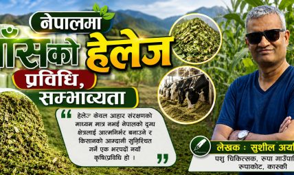 नेपालमा घाँसको हेलेज प्रविधि, सम्भाव्यता नेपालमा घाँसको हेलेज प्रविधि, सम्भाव्यता