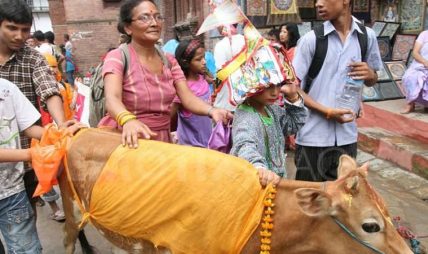 भाद्र कृष्ण प्रतिपदाः आजबाट गाईजात्रा पर्व मनाइँदै भाद्र कृष्ण प्रतिपदाः आजबाट गाईजात्रा पर्व मनाइँदै