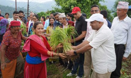 फेदीखोलाले मनायाे दोस्रो राष्ट्रिय कोदो दिवसः स्थानीय उत्पादन प्रवर्द्धनमा जोड