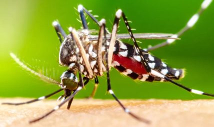आज विश्व लामखुट्टे दिवस – नेपालमा १६८ प्रजातिका लामखुट्टे