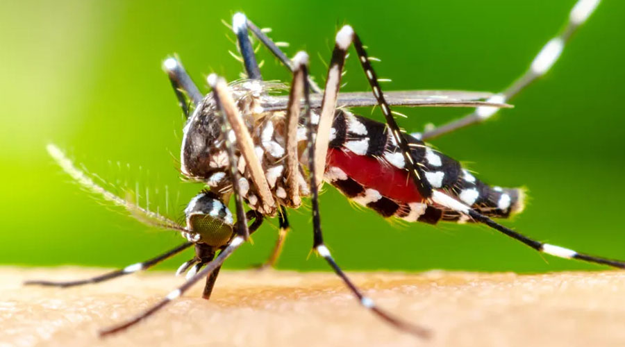 आज विश्व लामखुट्टे दिवस – नेपालमा १६८ प्रजातिका लामखुट्टे