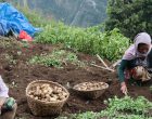 म्याग्दीमा यस वर्ष आलु उत्पादन पाँच प्रतिशतले घट्यो म्याग्दीमा यस वर्ष आलु उत्पादन पाँच प्रतिशतले घट्यो