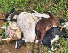 स्याङ्जामा एकै रातमा १० बाख्रामाथि आक्रमण