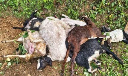 स्याङ्जामा एकै रातमा १० बाख्रामाथि आक्रमण