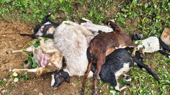 स्याङ्जामा एकै रातमा १० बाख्रामाथि आक्रमण